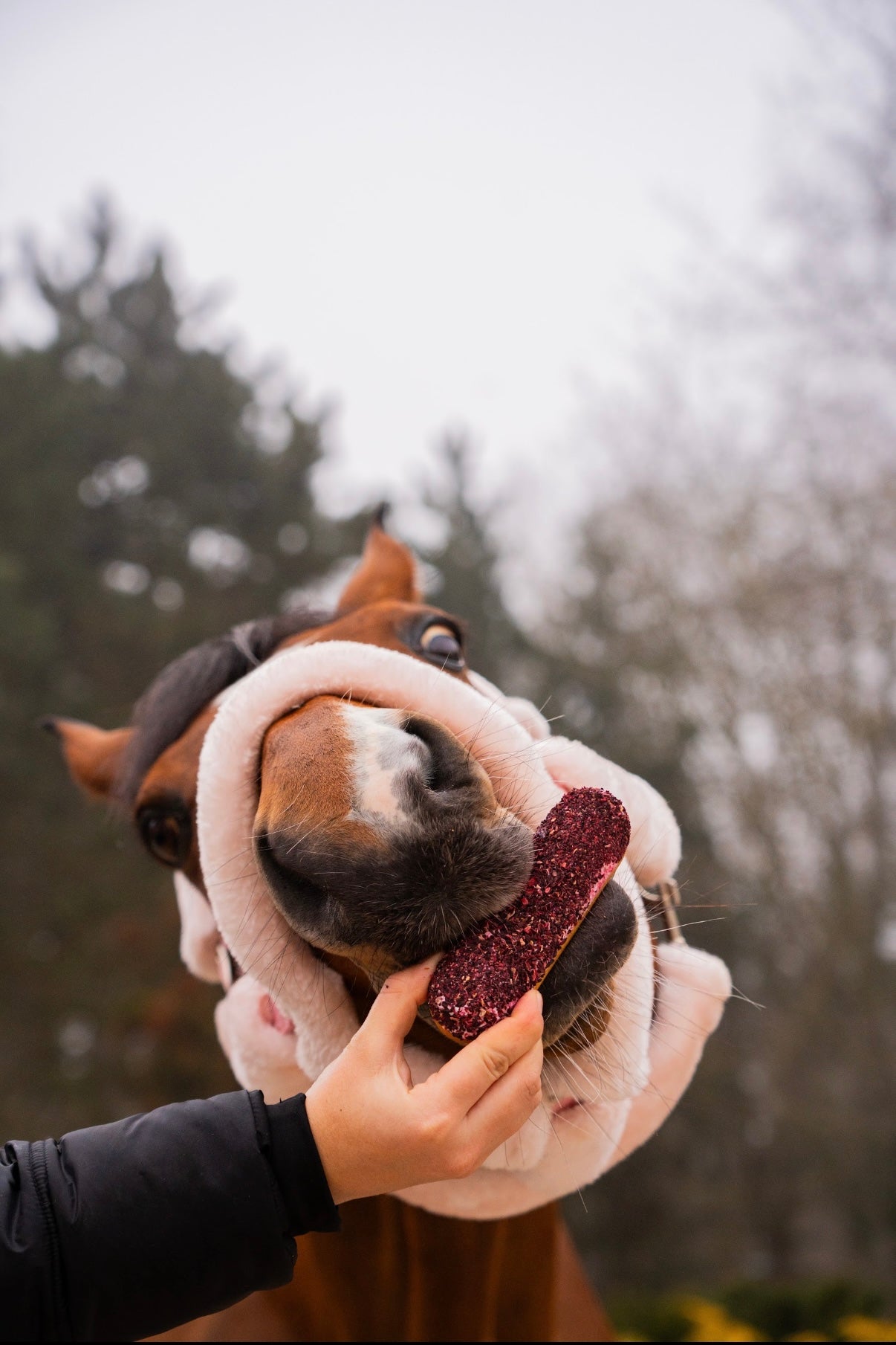 Éclair hibiscus collection love 💘