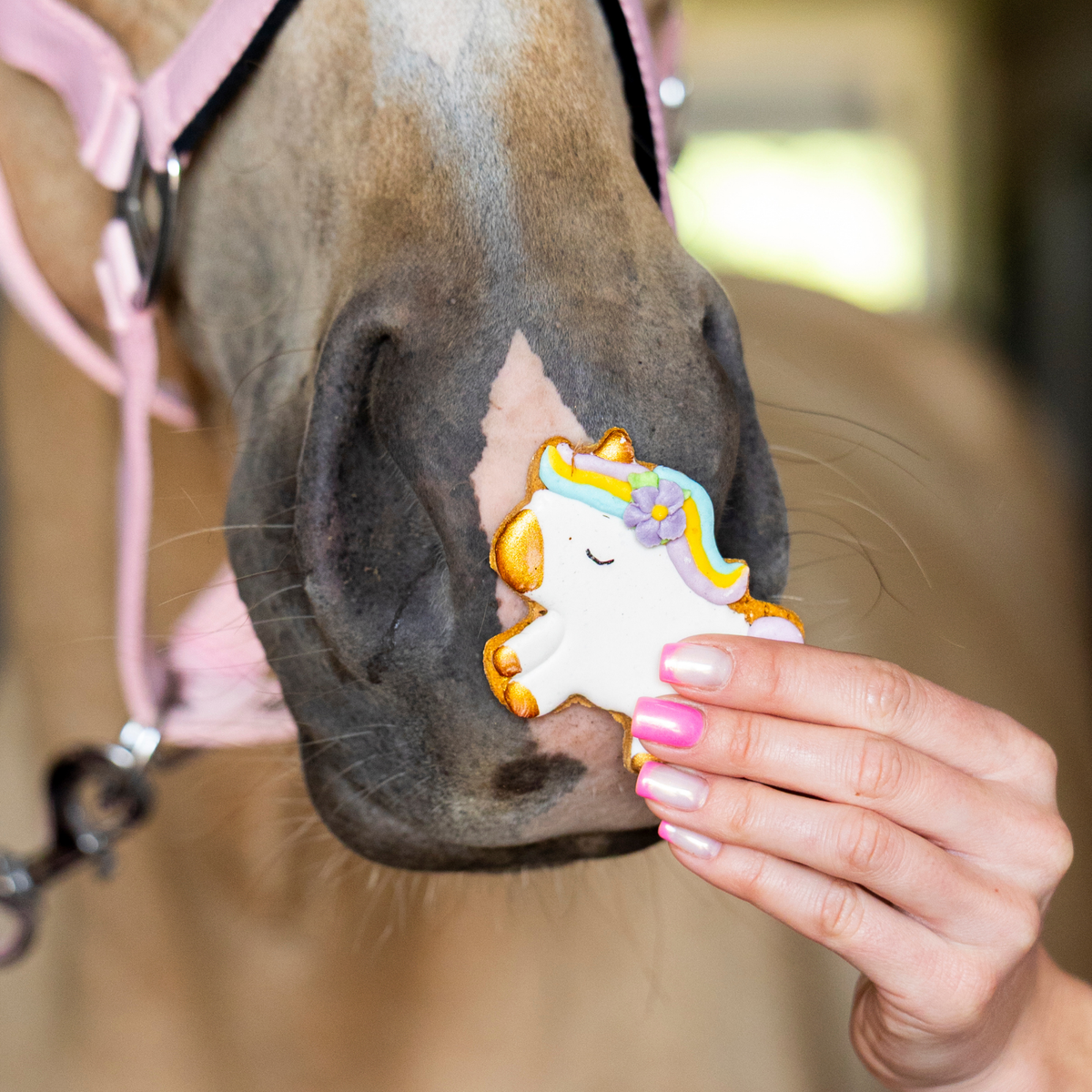 Biscuit collection rainbow